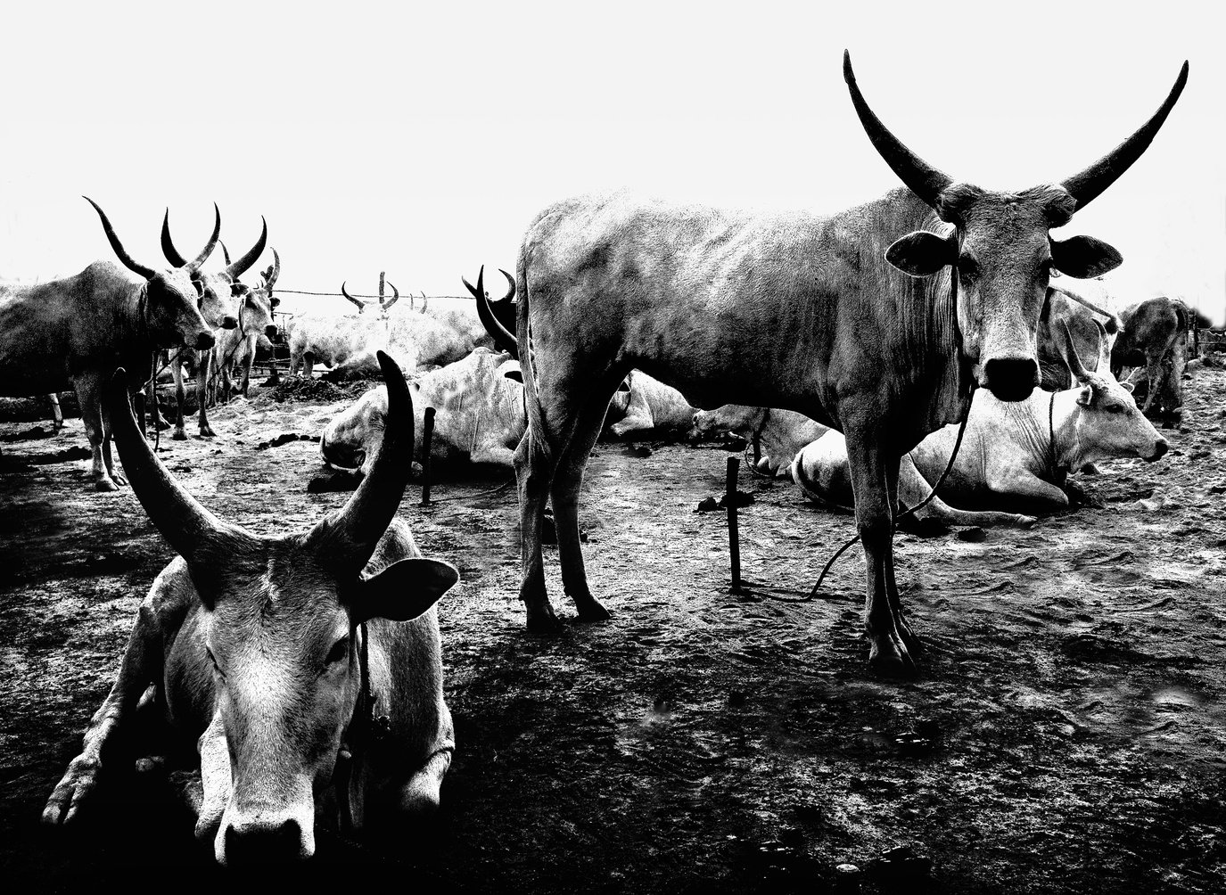 African Cattle