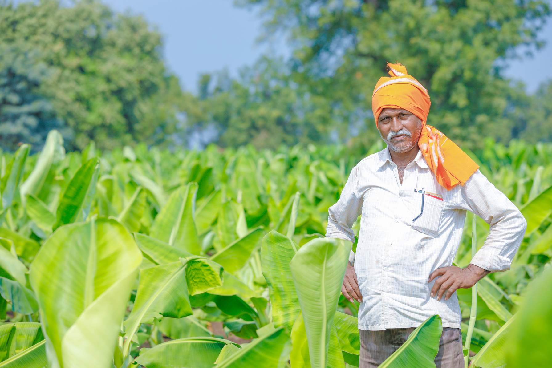 indian farmer at banana field