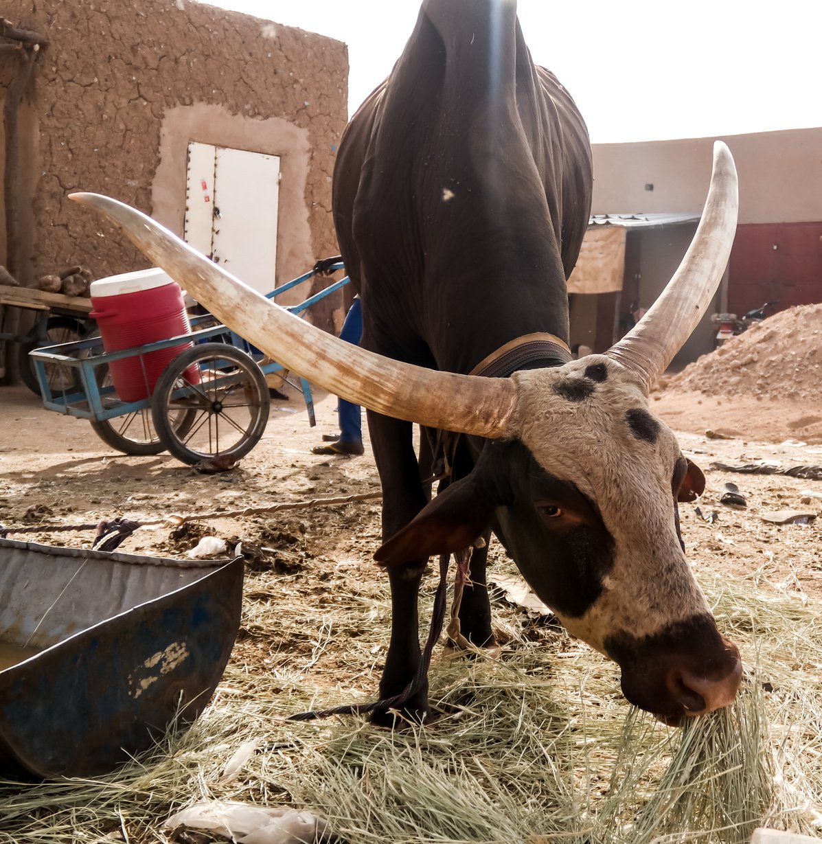 Portrait of ankole-watusi bighorned bull, Agadez cattle market, Niger