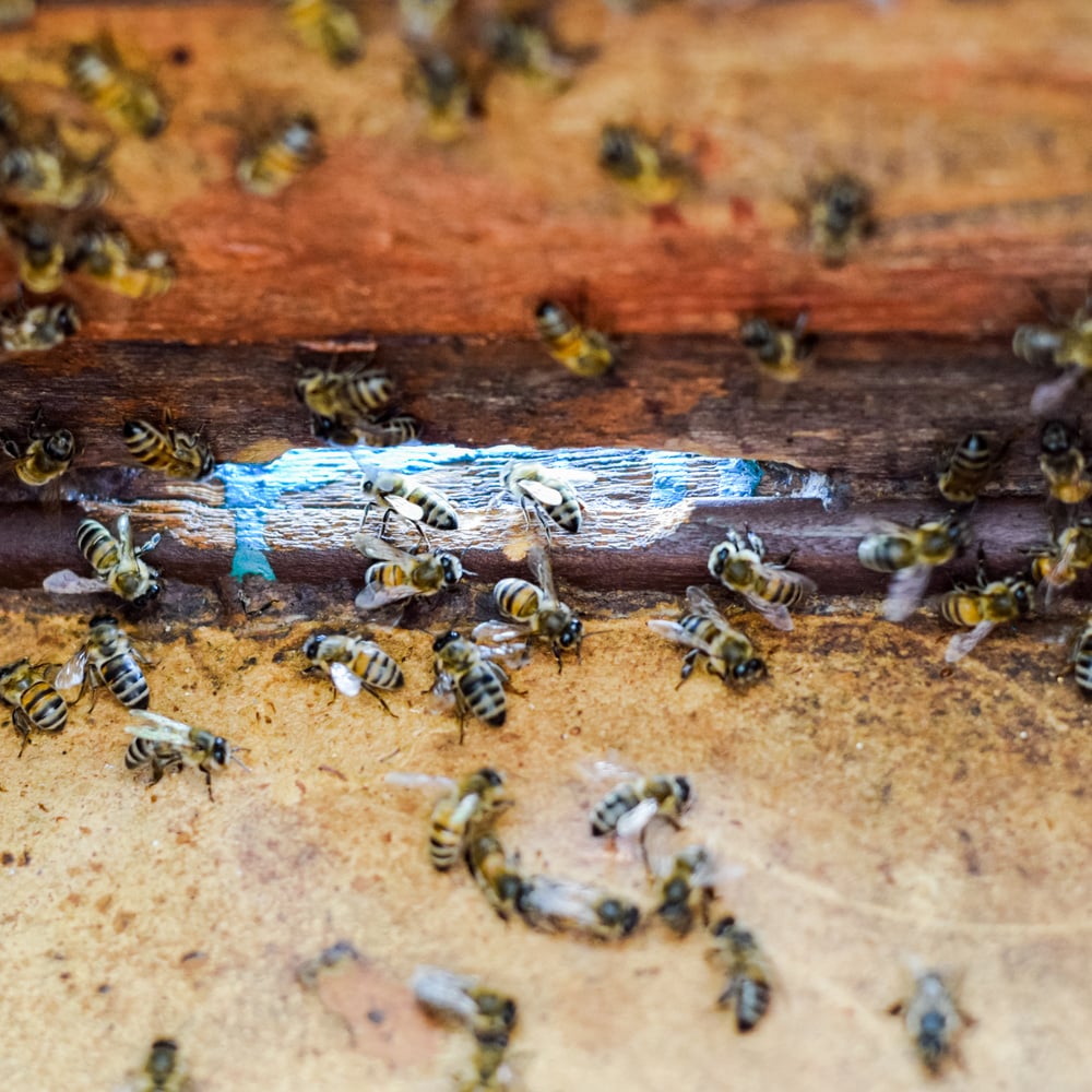 A beehive, a view from the inside. The bee-hut. Honey bee. Entrance to the hive.