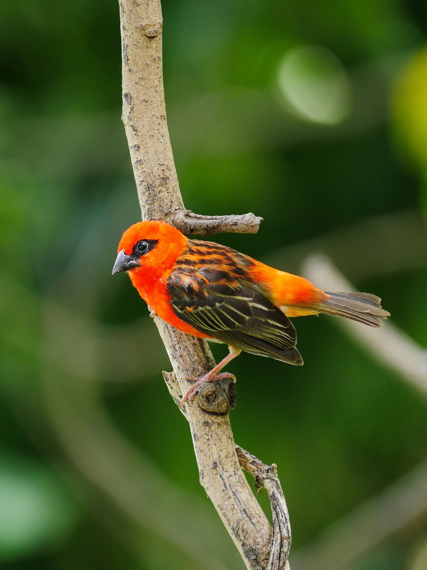 Red Orange bird in nature