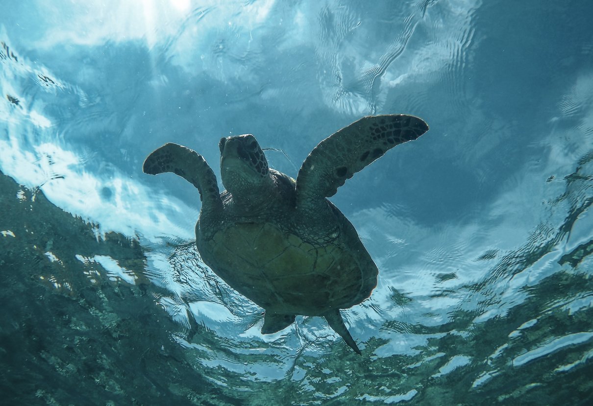 Turtle Swimming in the Ocean